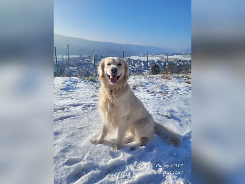 Golden Retriever Leo sucht für immer Zuhause