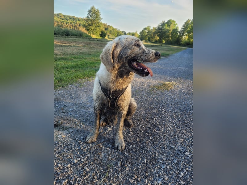 Golden Retriever Leo sucht für immer Zuhause