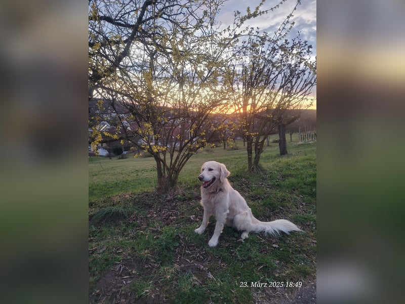 Golden Retriever Leo sucht für immer Zuhause