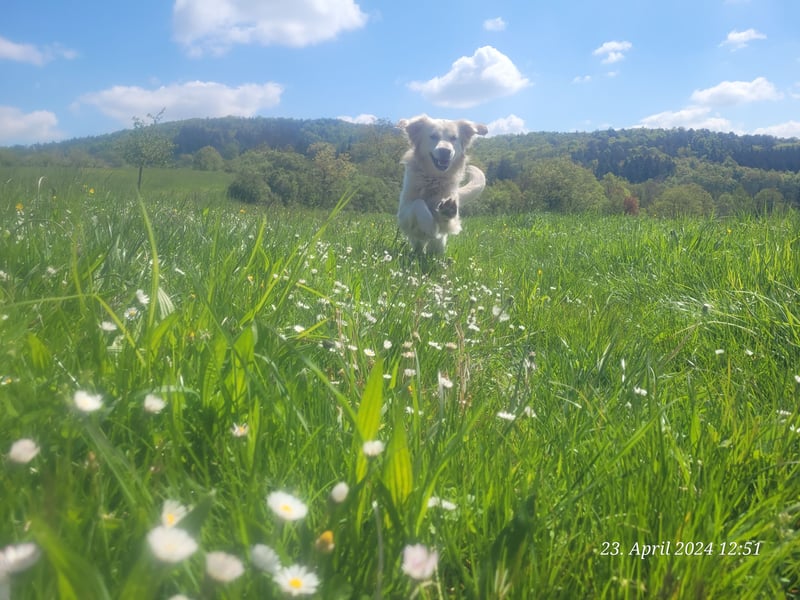 Golden Retriever Leo sucht für immer Zuhause