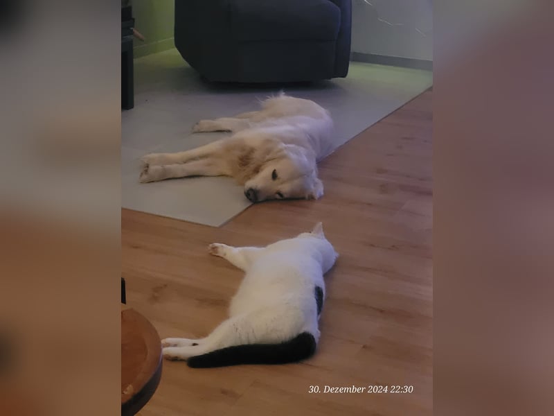 Golden Retriever Leo sucht für immer Zuhause