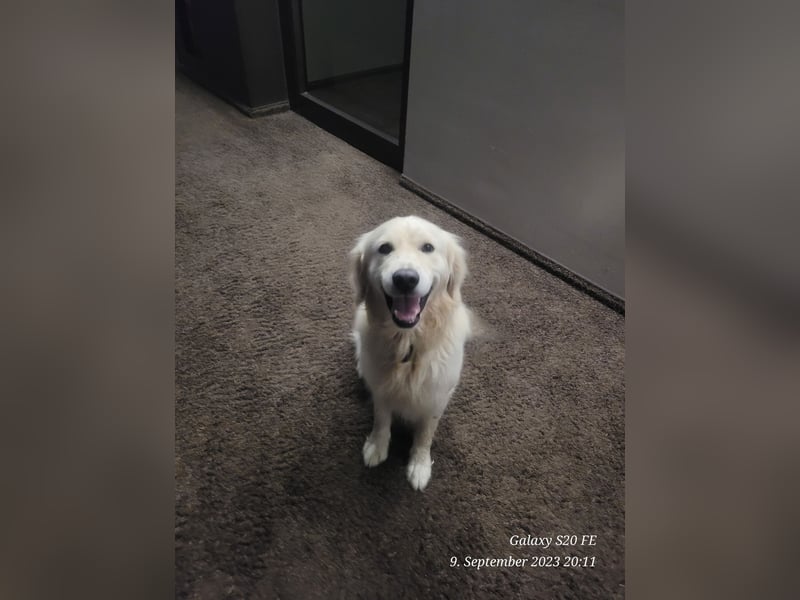Golden Retriever Leo sucht für immer Zuhause