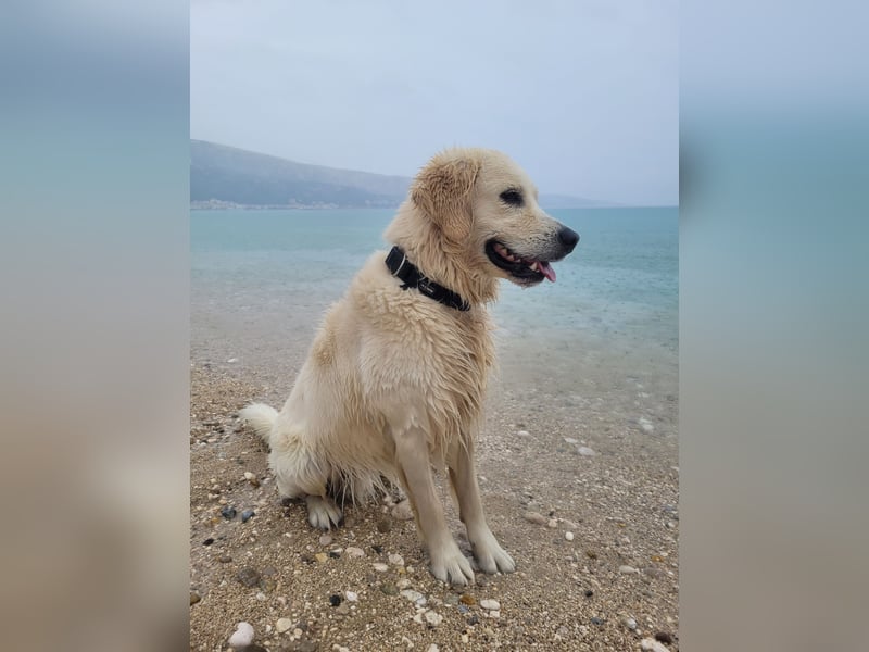 Golden Retriever Leo sucht für immer Zuhause