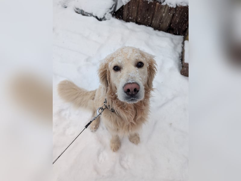Golden Retriever Leo sucht für immer Zuhause
