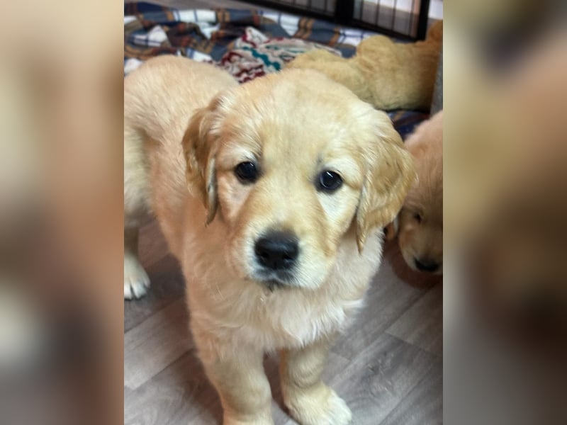 Wurfankündigung Golden Retriever