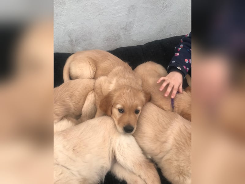 Wurfankündigung Golden Retriever