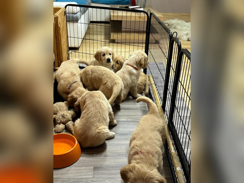 Wurfankündigung Golden Retriever