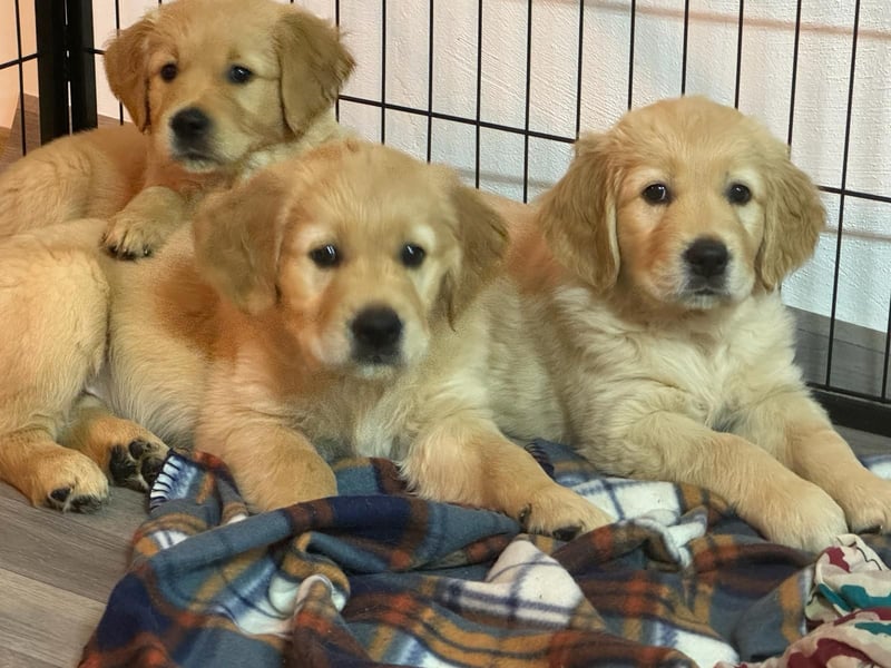 Wurfankündigung Golden Retriever