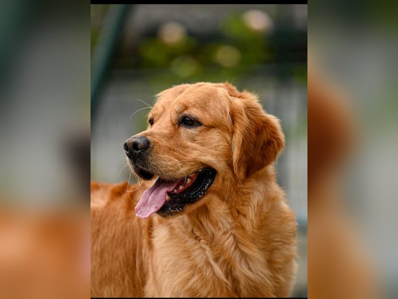 Wurfankündigung Golden Retriever