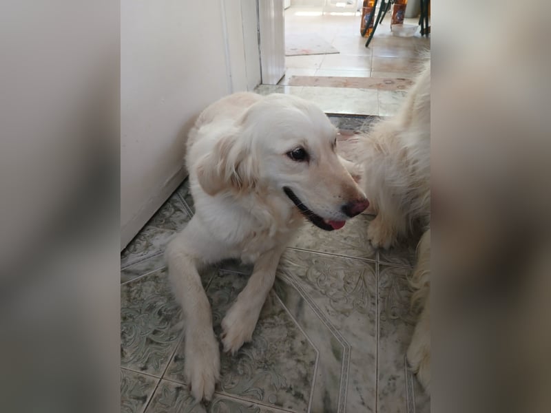 Maja & Alex, reinrassige Goldenretriever