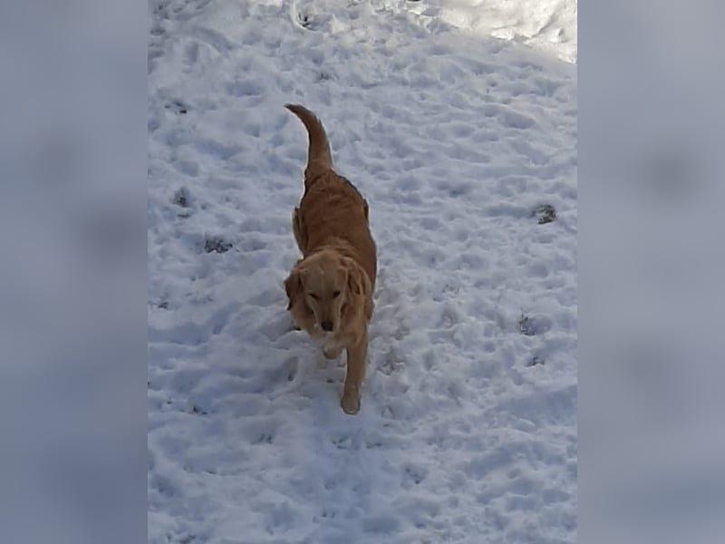 goldiger Goldi Max sucht liebevolles Für-immer-Zuhause