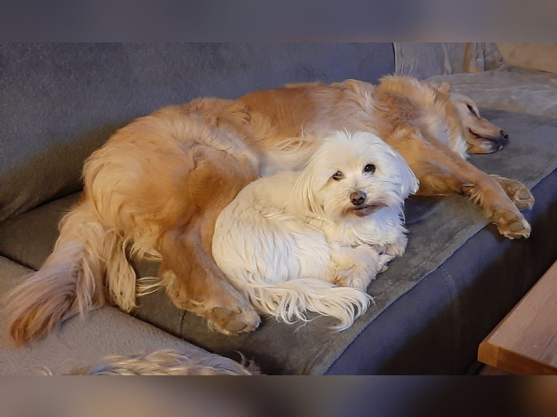 goldiger Goldi Max sucht liebevolles Für-immer-Zuhause