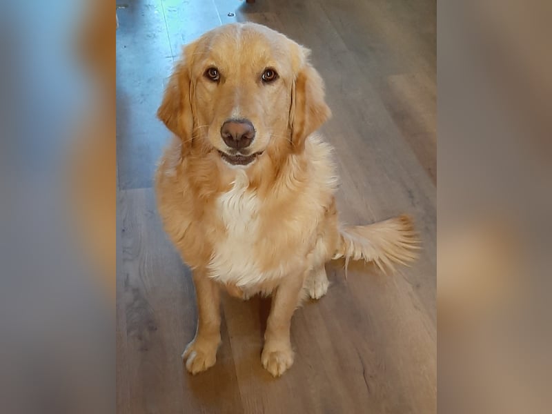 goldiger Goldi Max sucht liebevolles Für-immer-Zuhause