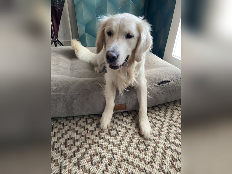 Golden Retriever Rüde