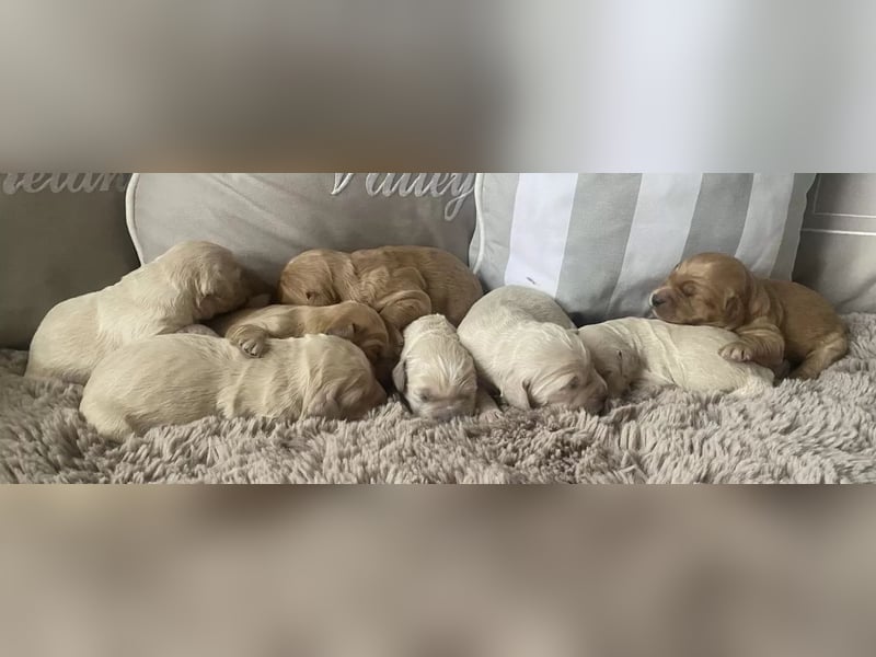 Golden Retriever Deckrüde