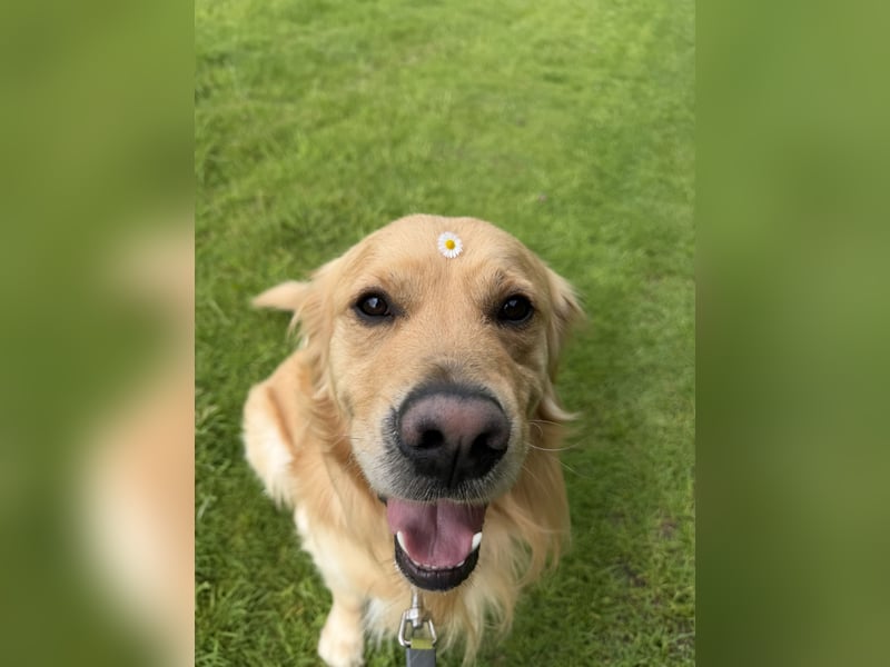 Golden Retriever Rüde