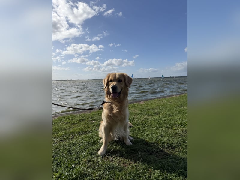 Golden Retriever Rüde