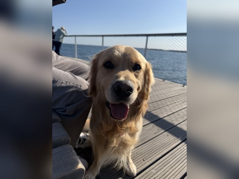 Golden Retriever Rüde