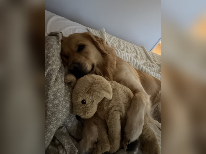 Golden Retriever Rüde