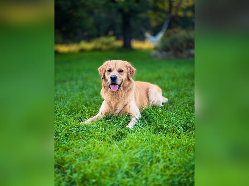 Golden Retriever Rüde