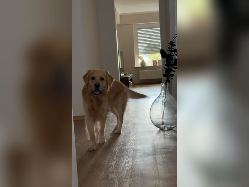 Golden Retriever Rüde