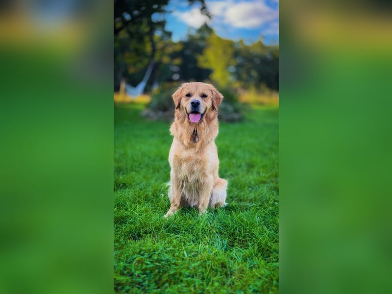 Golden Retriever Rüde