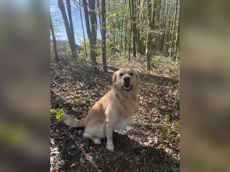 Golden Retriever Rüde