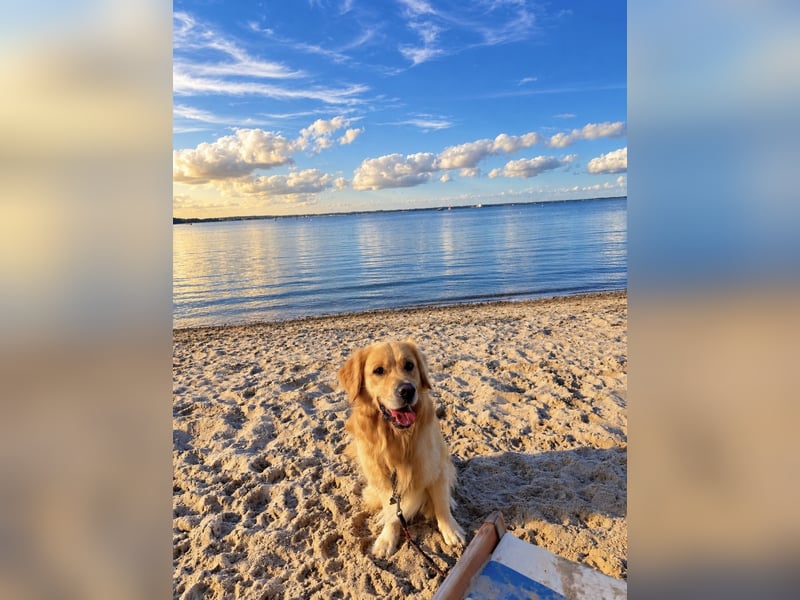 Golden Retriever Rüde