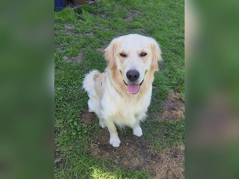 GOOFY, 1,5 Jahre, kastriert, Golden Retriever