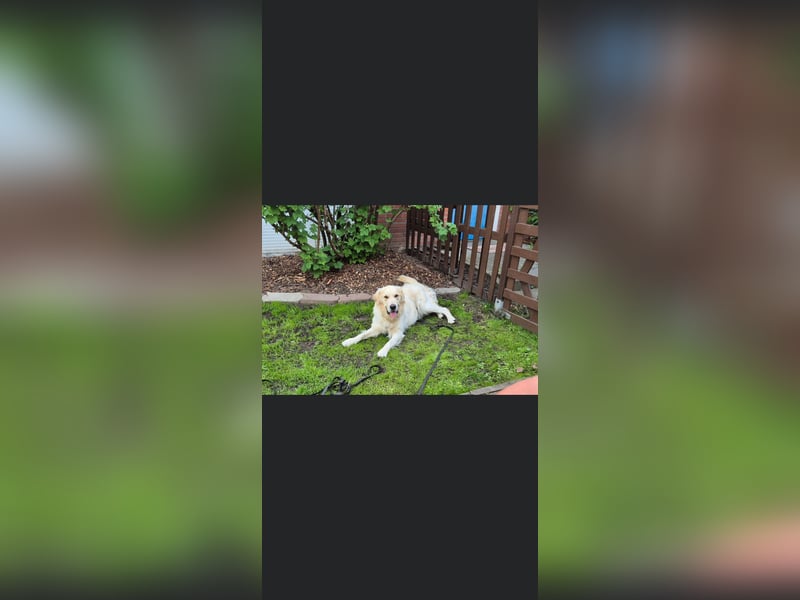 GOOFY, Goldie ca 1,5 Jahre, intakt