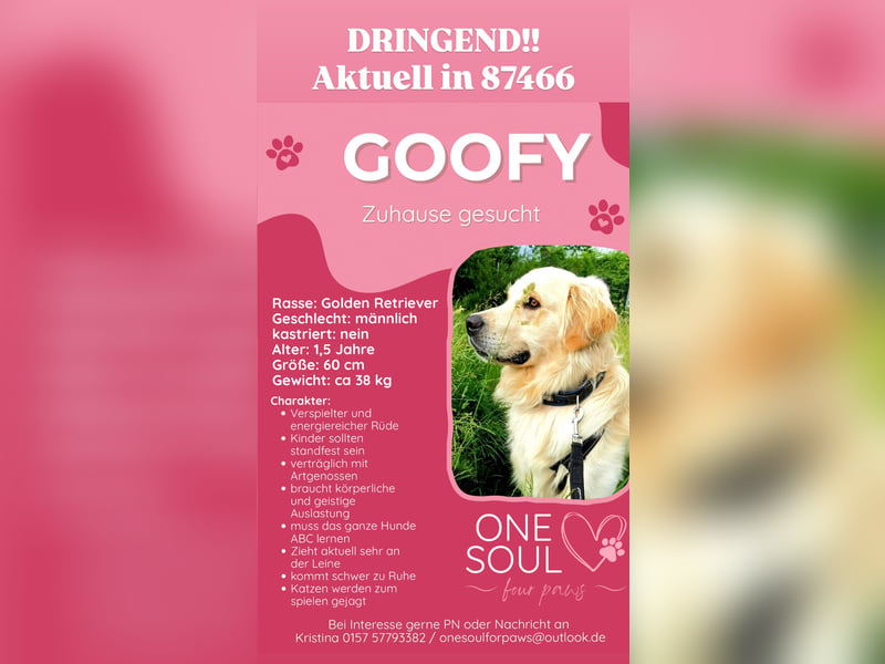 GOOFY, Goldie ca 1,5 Jahre, intakt