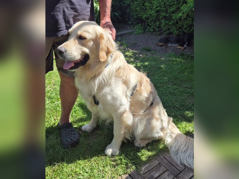 GOOFY, 1,5 Jahre, kastriert, Golden Retriever