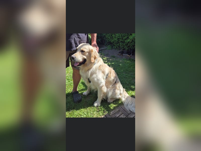 GOOFY, Goldie ca 1,5 Jahre, intakt