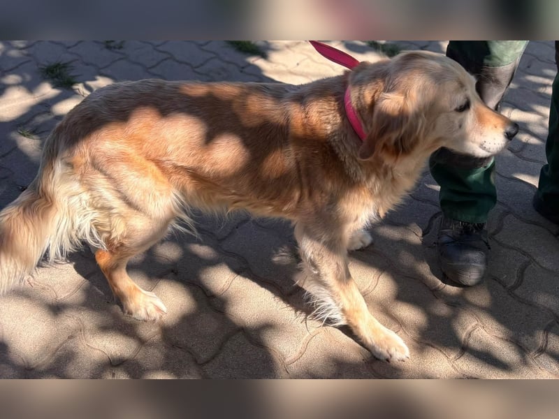 Kolbasz, liebe, schüchterne Golden Retriever Hündin geb. 01/2018
