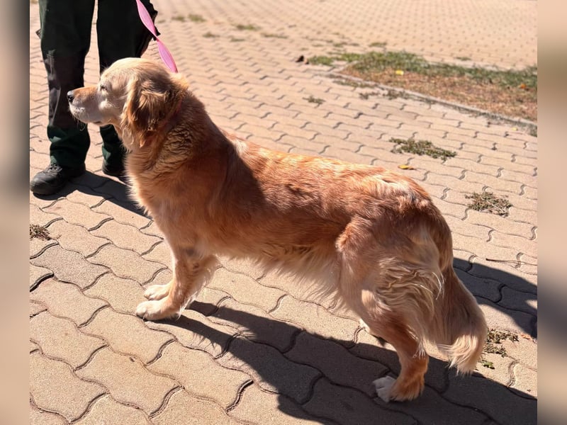 Kolbasz, liebe, schüchterne Golden Retriever Hündin geb. 01/2018