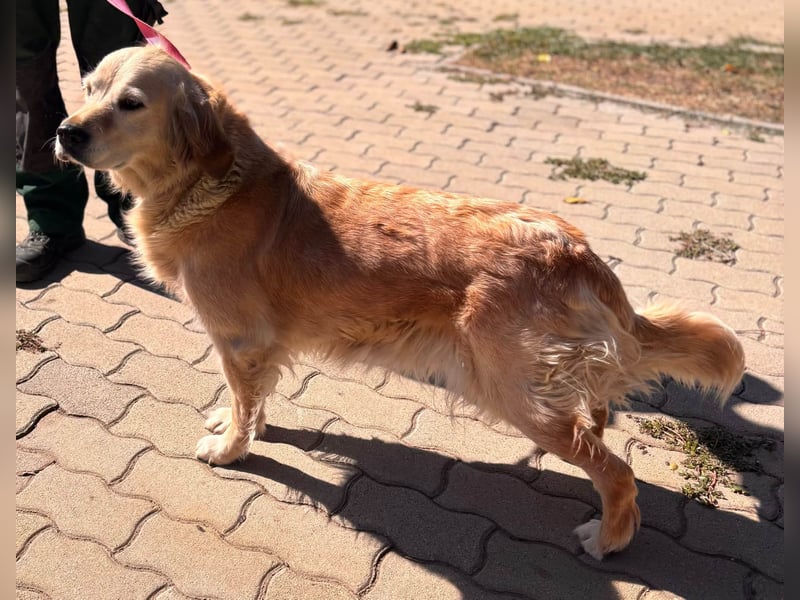 Kolbasz, liebe, schüchterne Golden Retriever Hündin geb. 01/2018