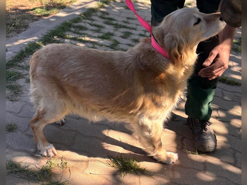 Kolbasz, liebe, schüchterne Golden Retriever Hündin geb. 01/2018