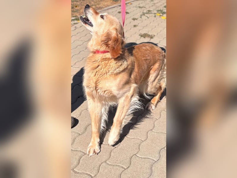 Kolbasz, liebe, schüchterne Golden Retriever Hündin geb. 01/2018