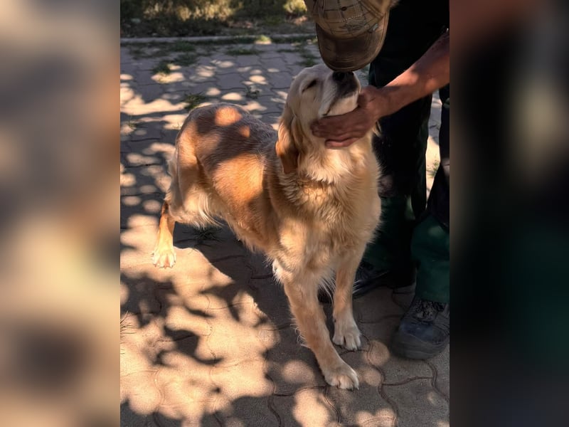 Kolbasz, liebe, schüchterne Golden Retriever Hündin geb. 01/2018