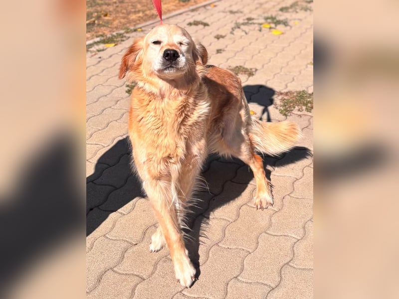 Kolbasz, liebe, schüchterne Golden Retriever Hündin geb. 01/2018