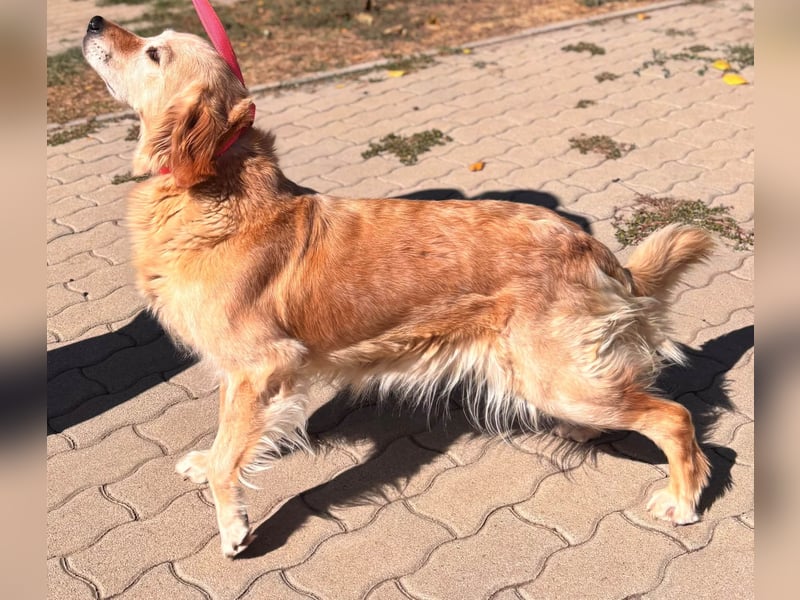 Kolbasz, liebe, schüchterne Golden Retriever Hündin geb. 01/2018
