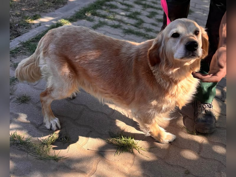 Kolbasz, liebe, schüchterne Golden Retriever Hündin geb. 01/2018