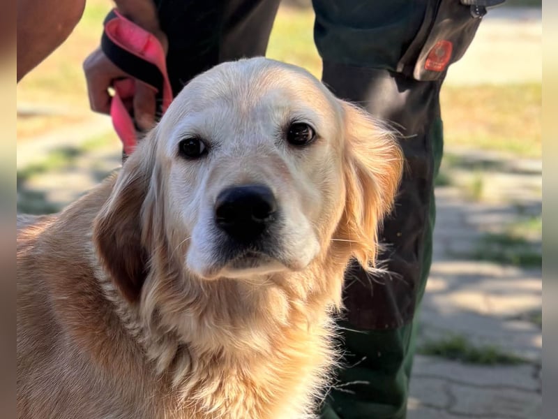 Kolbasz, liebe, schüchterne Golden Retriever Hündin geb. 01/2018
