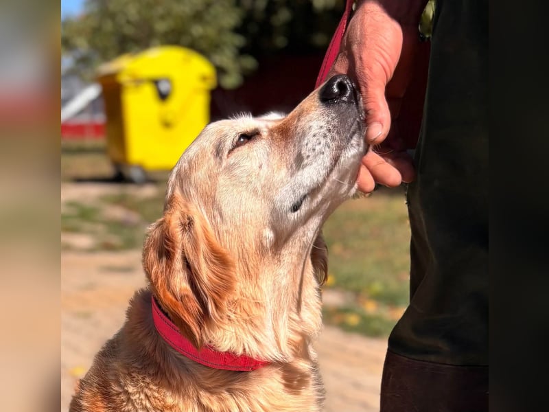 Kolbasz, liebe, schüchterne Golden Retriever Hündin geb. 01/2018