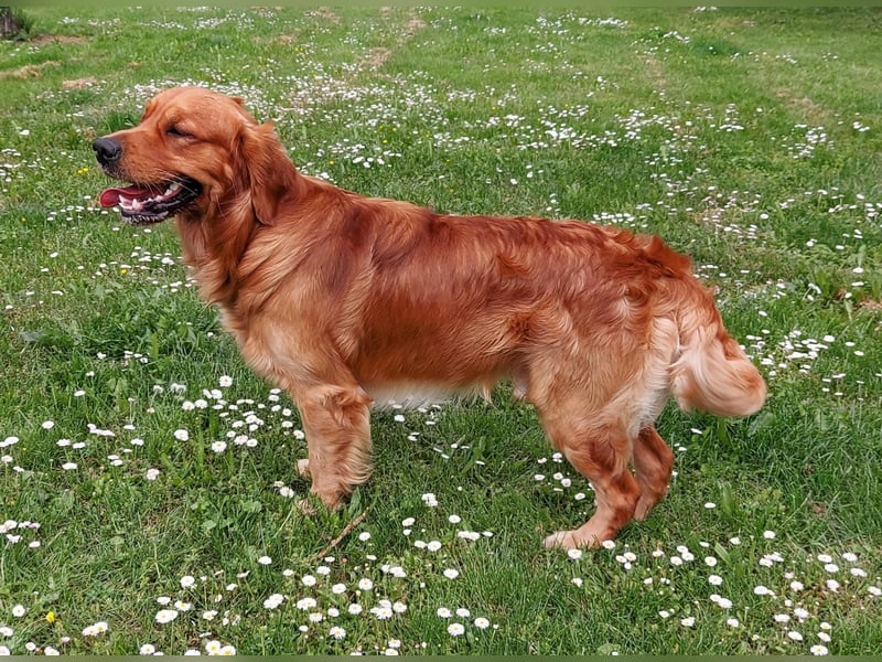 Wunderschöne Golden Retriever Welpen aus Körverpaarung