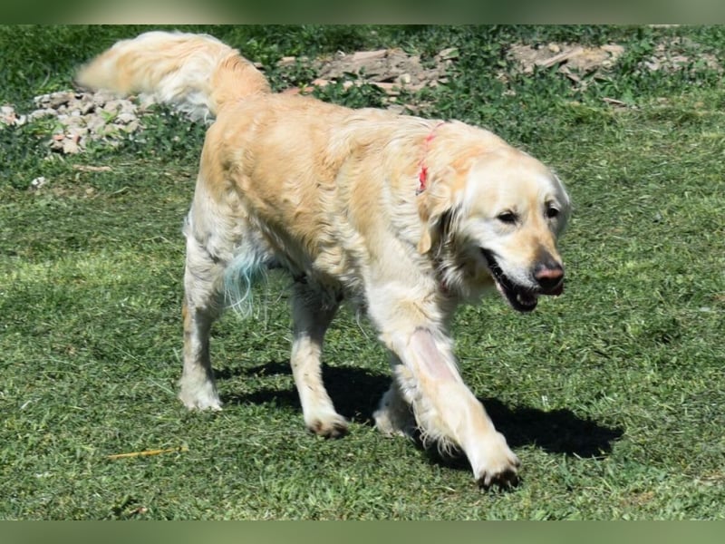 Lotti - Zuhause für immer gesucht!