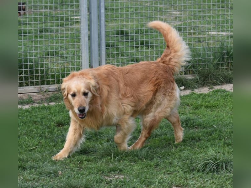 Mylo treuer Freund wartet auf sein Glück