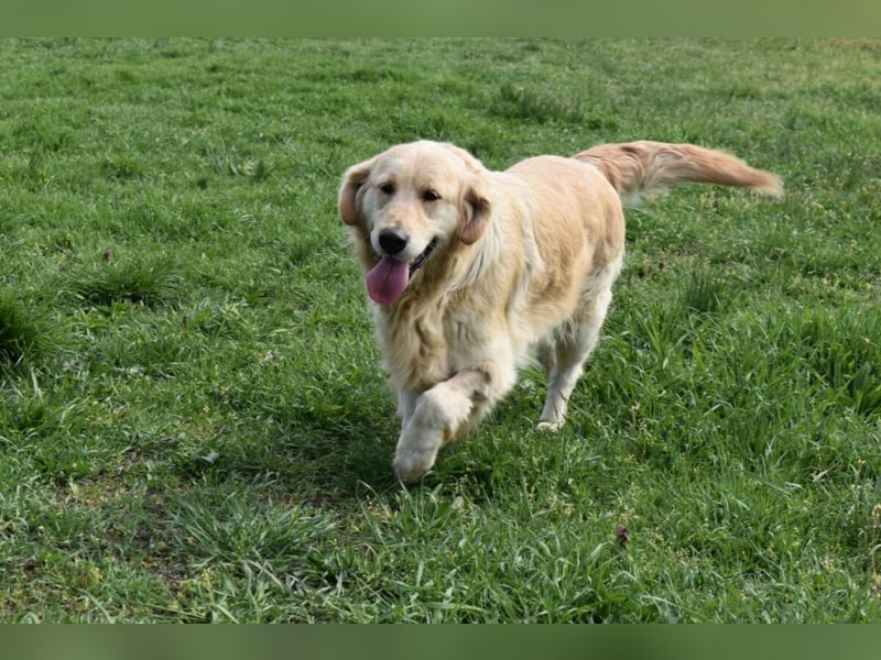 Suzy ein Herz das endlich ankommen möchte