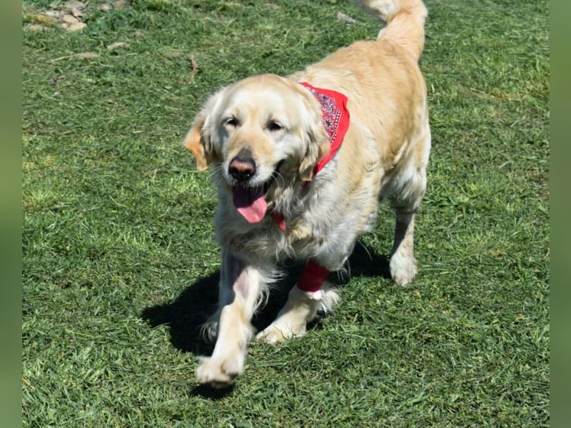 Lotti - Zuhause für immer gesucht!