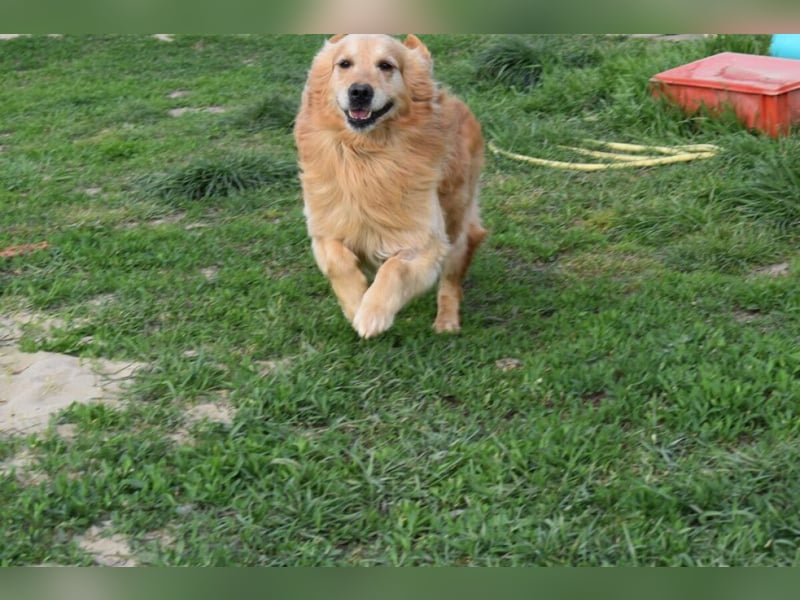 Mylo treuer Freund wartet auf sein Glück